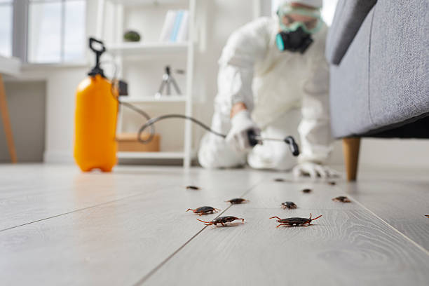 Commercial Kitchen Cockroach Control in Terra Bella